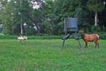 Cow Elk & White Fallow