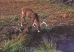 White Tail Buck