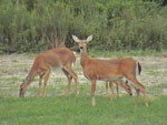 White Tail Deer