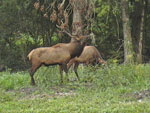 Elk