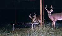 left header deer pic