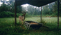 right header deer pic