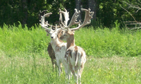 left header deer pic