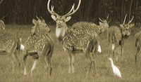 right header deer pic